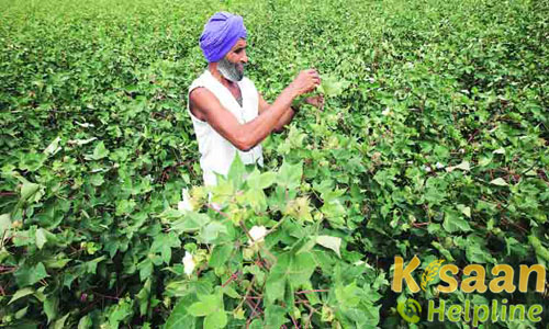 Seed Production of cereal | Seed Production in India