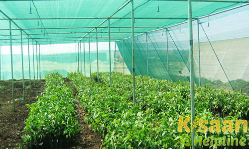 Polyhouse, Vermi Compost Unit | Agriculture Events Polyhouse, Vermi Compost Unit | Agriculture Events