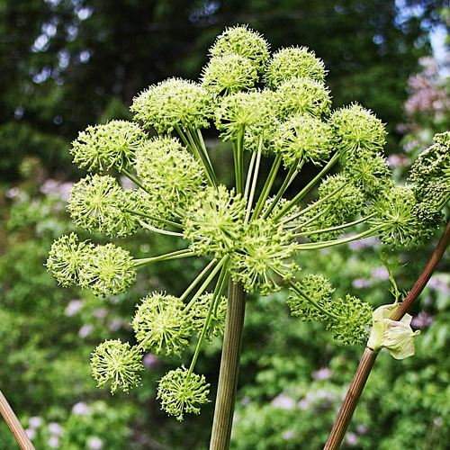 Angelica (Chorak, Chora, Choru, Gandrayan)