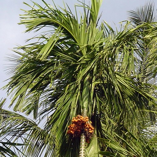 Areca nut, Betel Nut (Supari)