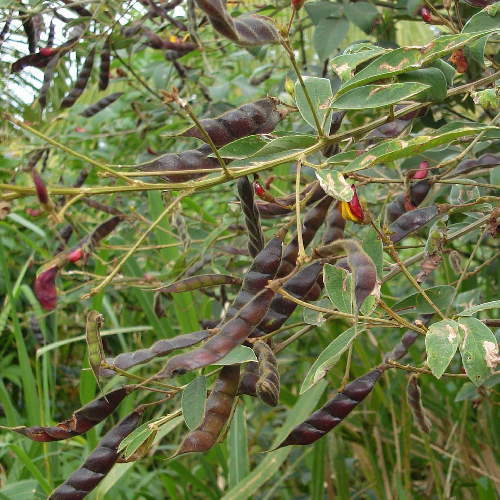 Arhar, Pigeon Pea (Arahar, Arhar, Tur, Tuvar)