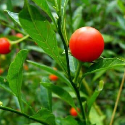 Ashwagandha (Asgandh, Nagouri Asgandh, Punir)