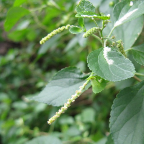 Birch-leaved Acalypha, Kuppaimeni, Chinnivara, Chinni chedi
