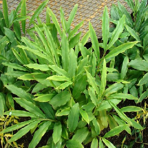 Black Cardamom (बड़ी इलायची Badi ilaichi)
