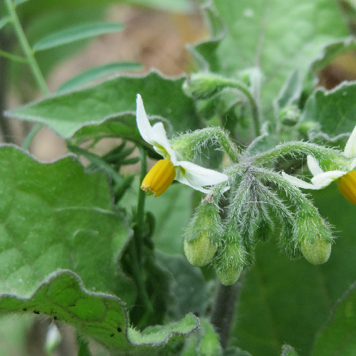 Black nightshade (Makoi)