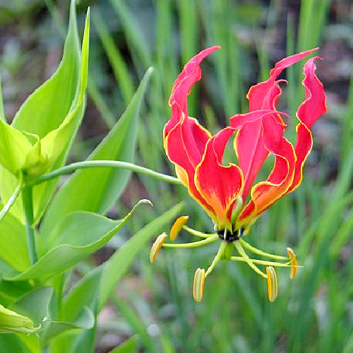 Calihari / panchanguliaGlori Lily