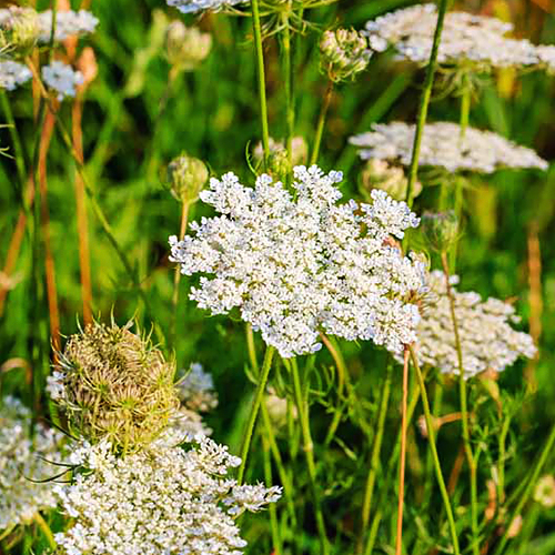 Caraway (जीरा)

