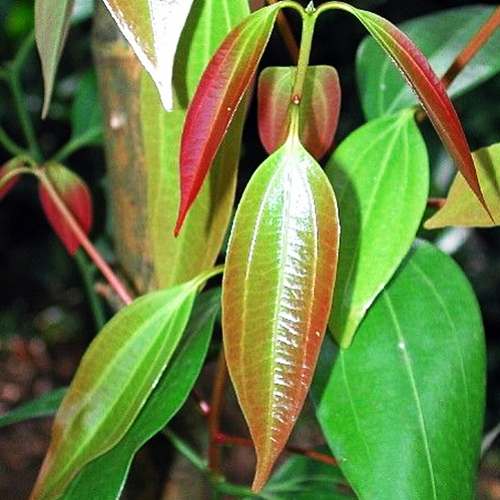 Cassia (तेज पत्ता)
