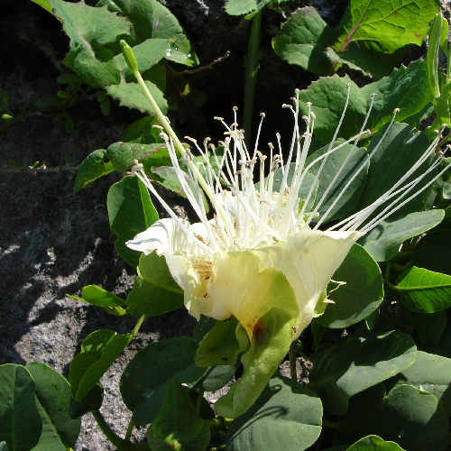 Ceylon caper, Indian caper (Aradanda)