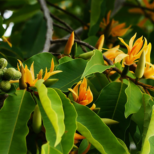 Champak (चम्पक)
