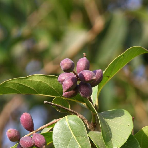 Chebulic myrobalan (Harad)