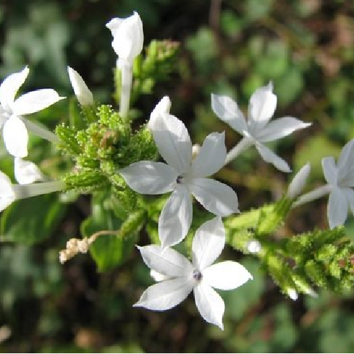 Chitra, Chira (Chitrak, Chitrakmool)