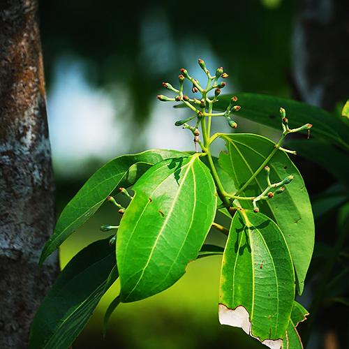 Cinnamon (दालचीनी)
