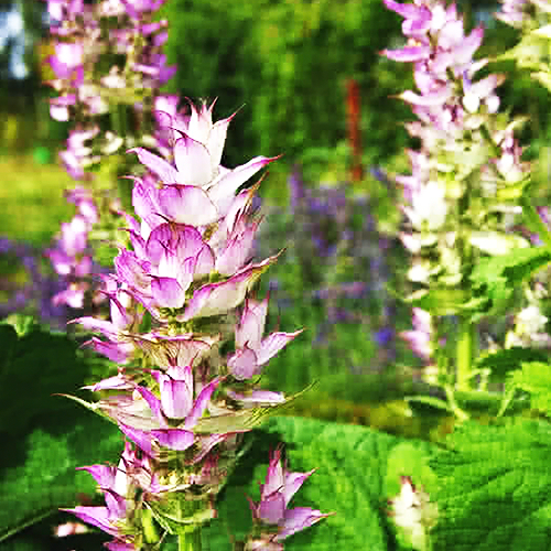 Clary Sage (क्लैरी सेज)
