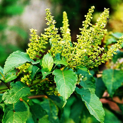 Clocimum (क्लोसीमम)
