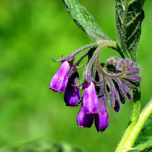 Comfrey (Sankuutan)
