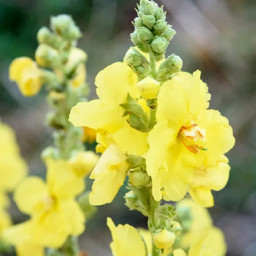 Common mullein (Gidar tamaku)