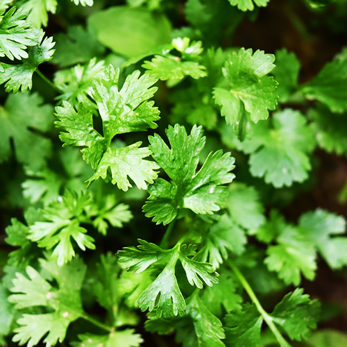 Coriander (धनिया)

