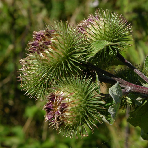Costus (Kuth) (kushtha)