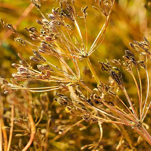 Cumin (जीरा)
