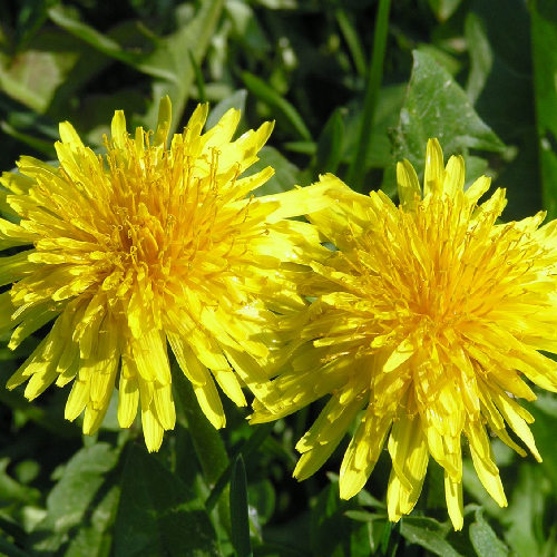 Dandelion (Pitachumki)