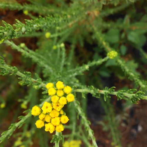 Davana (दावाना)

