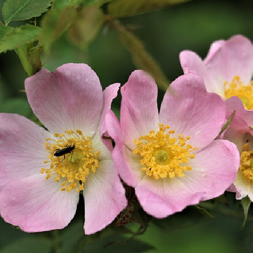 Dog rose (Hip Rose)
