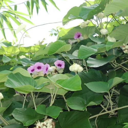 Elephant creeper  (Vidhara, Ghav bel, Ghaavapattaa)