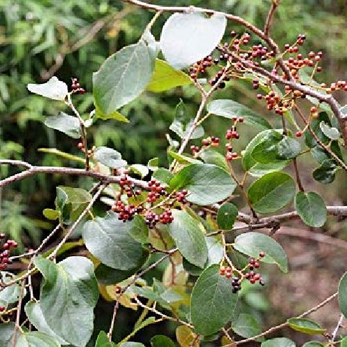 (Embelia) Baberana, Wawrung