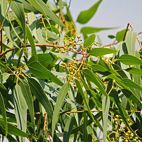 Eucalyptus (युकेलिप्टस)
