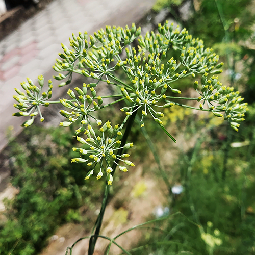 Fennel (सौंफ)
