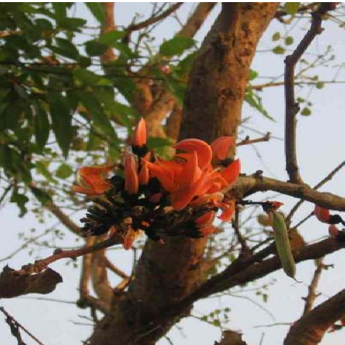 Flame of the Forest (Dhak, Tesu, Phalas, Khakaria)