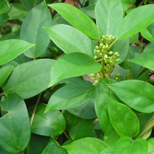 Gudmar / madhunasini