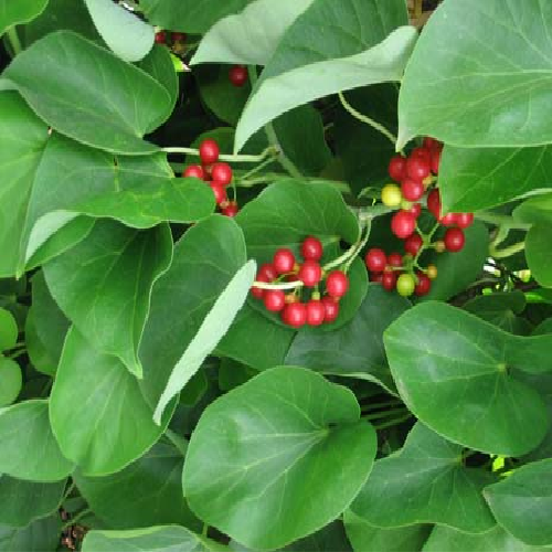 Gulancha Tinospora (Giloy)