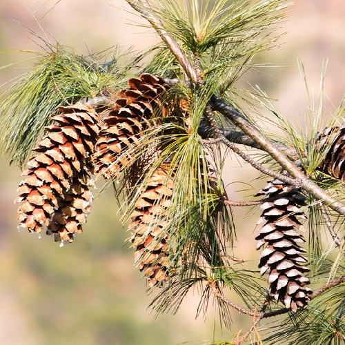 Gymnosperm (अनावृतबीजी)

