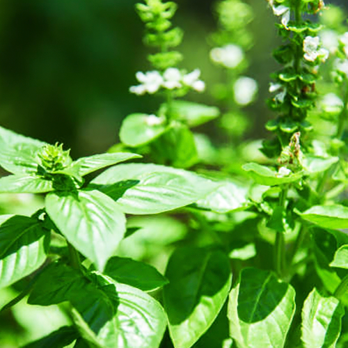 Hoary Basil (अजगंधा)
