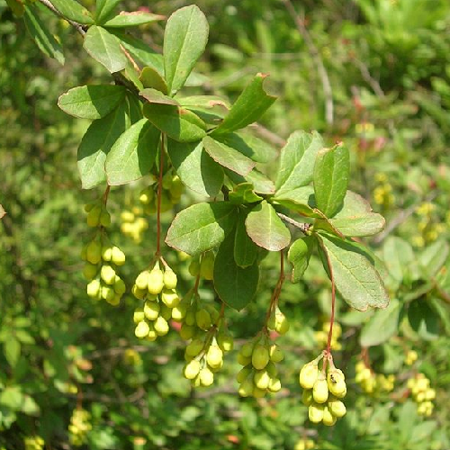 Indian barberry (daru haldi)