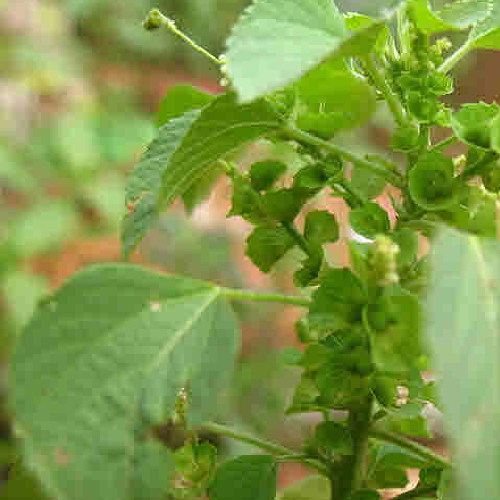 Indian copperleaf (Kuppi, kuppikhokhali)