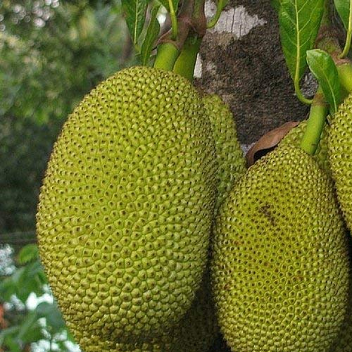 Jackfruit, Jackfruit tree