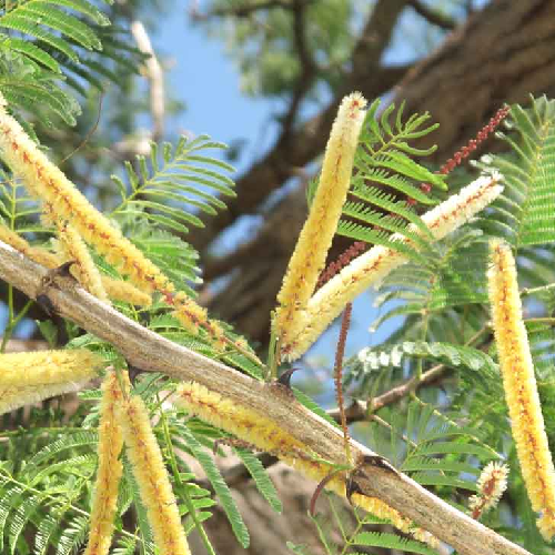 Khair, dant-dhavan, Kutch tree