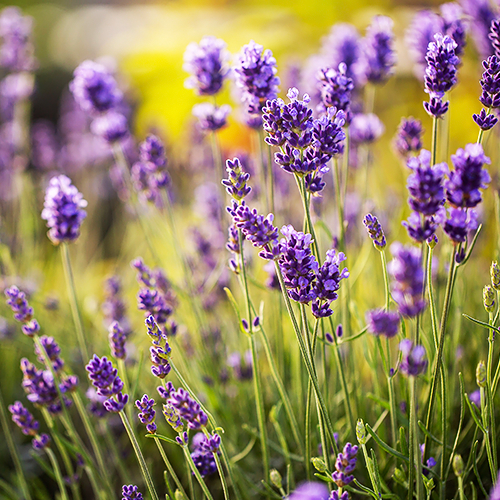Lavender (लैवेंडर)
