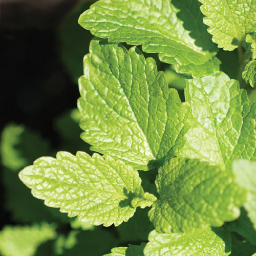 Lemon Balm