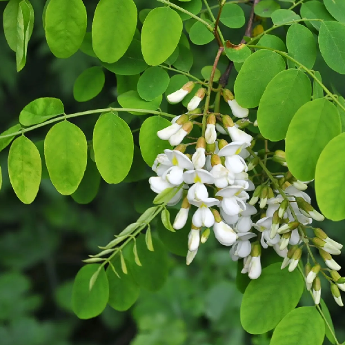 Locust tree (Robinia)
