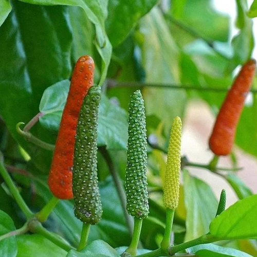 Long peeper / Pippali