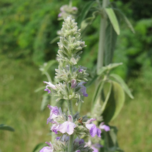 Malabar catmint