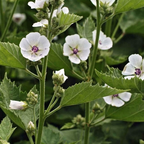 Marshmallow (Khatmi mool)