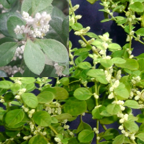 Mountain Knot Grass (Chhaya, Gorakhbuti, Gorakhganja, Kapurijadi, Khali, Khari)