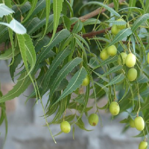Neem tree