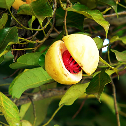 Nutmeg (जायफल)

