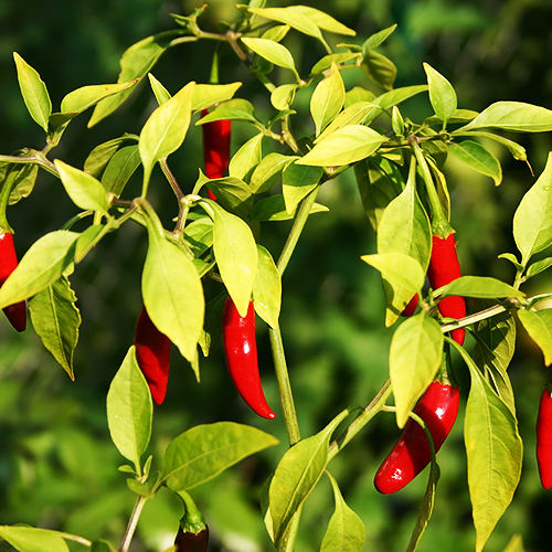 Paprika (लाल शिमला मिर्च)
